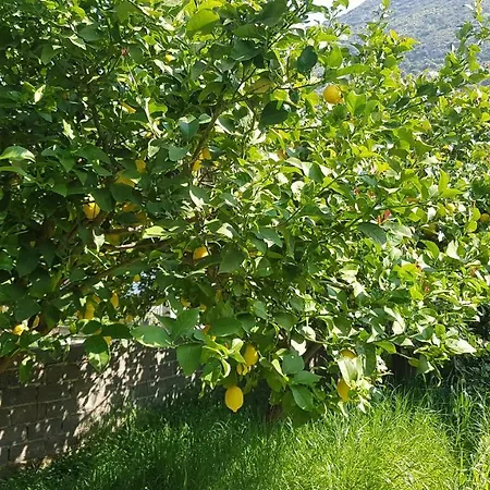 Oasis Ag Pantes